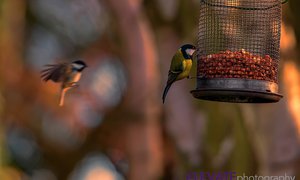 Bird Shoot Cannock