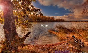 Cannock Reservoir Ducks